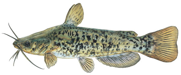 Brown bullhead illustration.