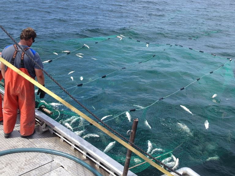 A person catching fish in a net on a commercial fishing boat
