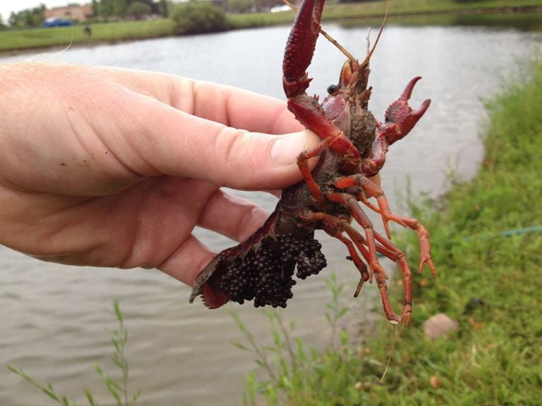 A hand holding out an invasive red swamp crawfish with a pond in the background