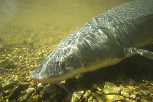 Lake sturgeon 