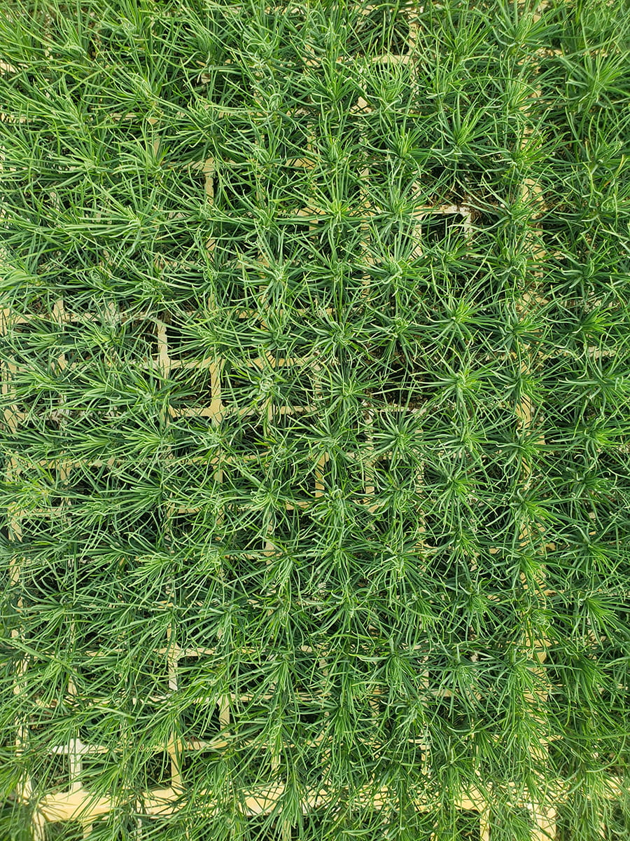 Closeup of tray of conifer tree seedlings 
