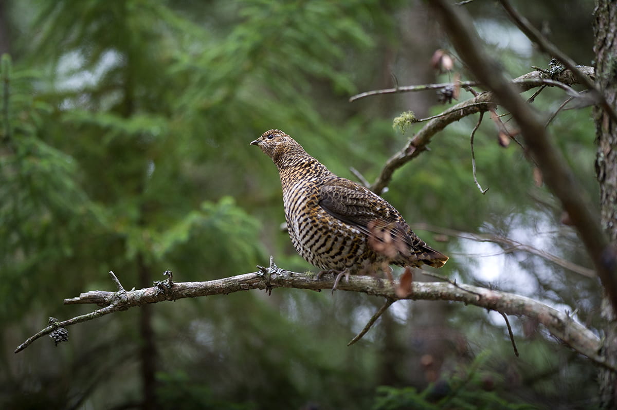A spruce grouse perches on a branch in the forest