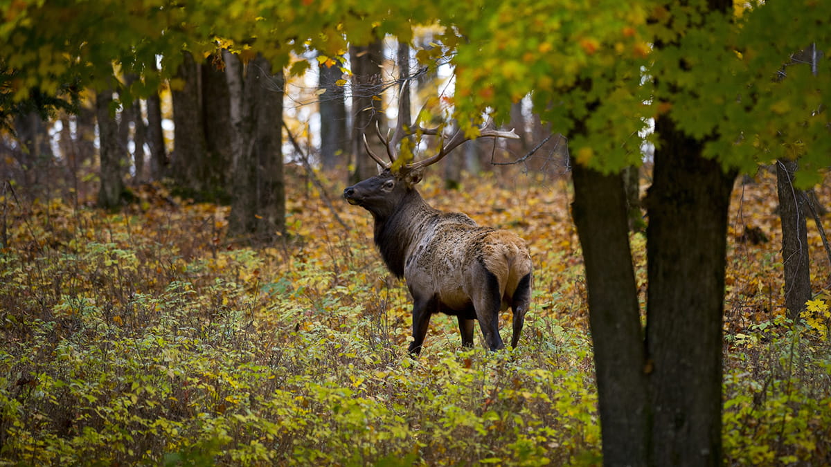 A bull elk stands in a golden autumn forest