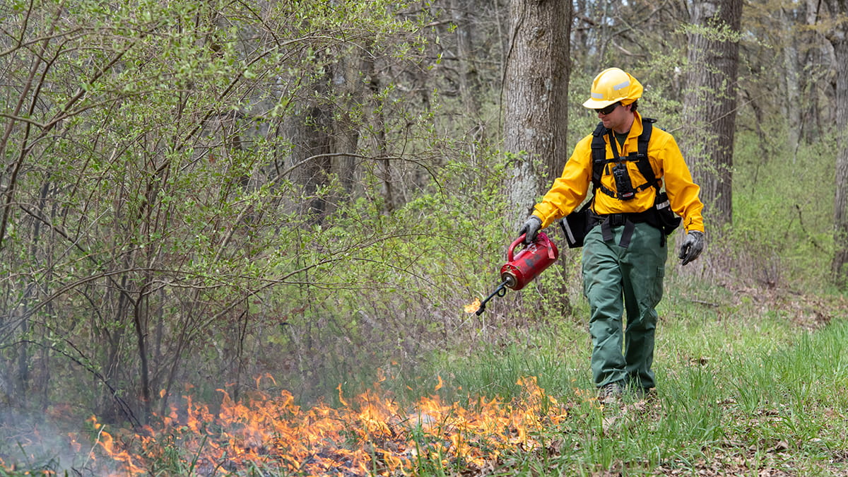 A firefighter conducts a prescribed burn