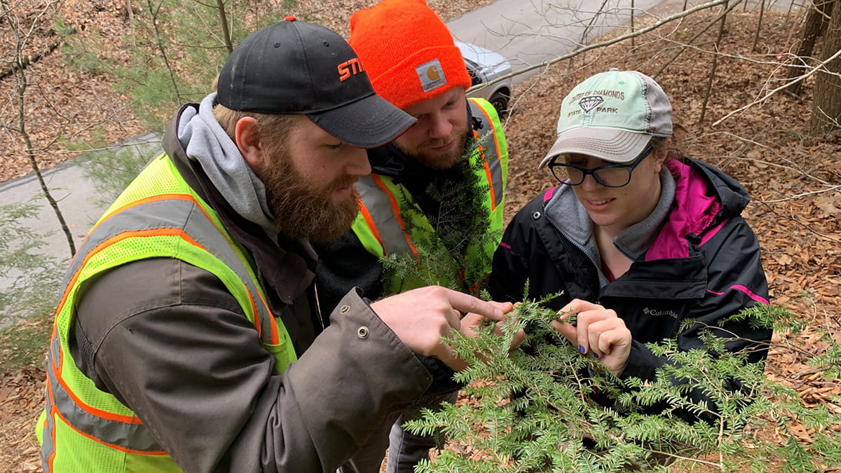 Forest health check hemlock woolly adelgid