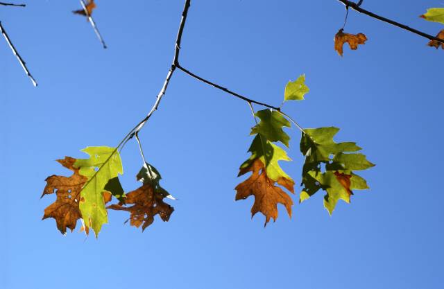 Leaves affected by oak wilt often have browning or wilted leaves. 