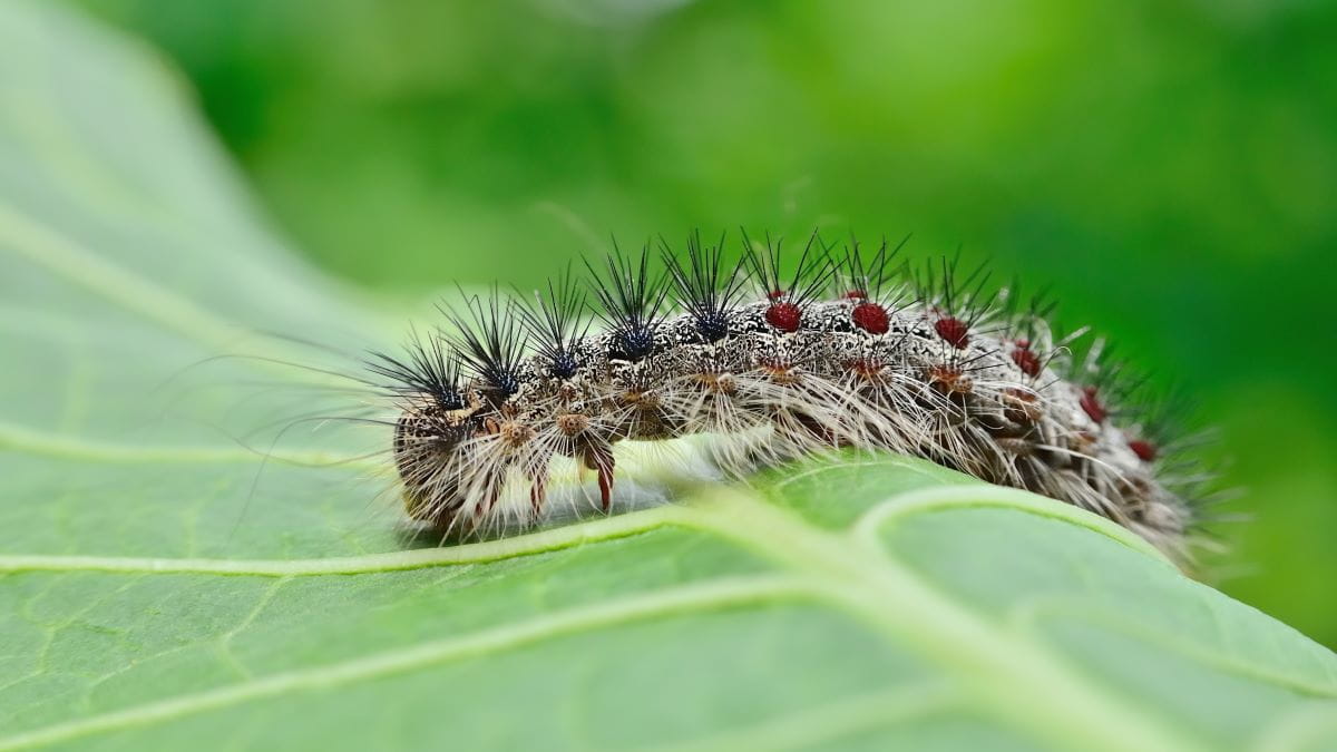 Gray, fuzzy lymantria dispar caterpillar with blue and red spots 