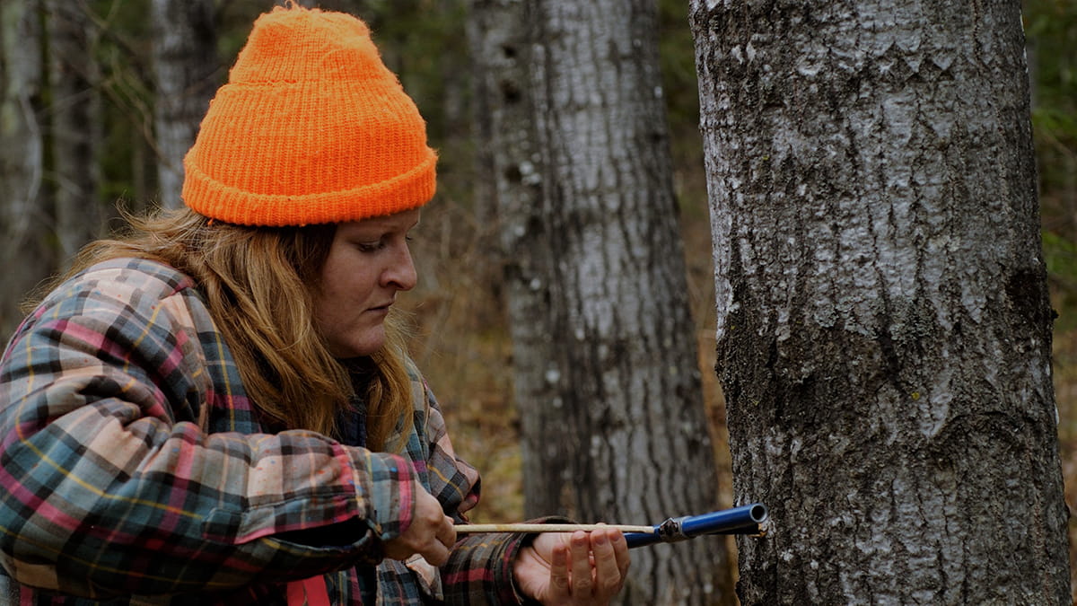 A forester in an orange hat takes a core sample of a tree with a tool