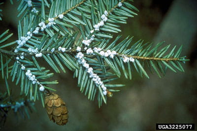 hemlock woolly adelgid infestation
