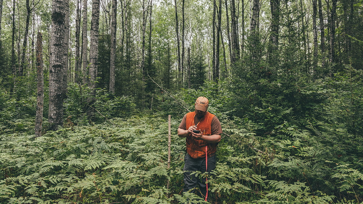 A forester standing in a patch of ferns in the woods looks at equipment 