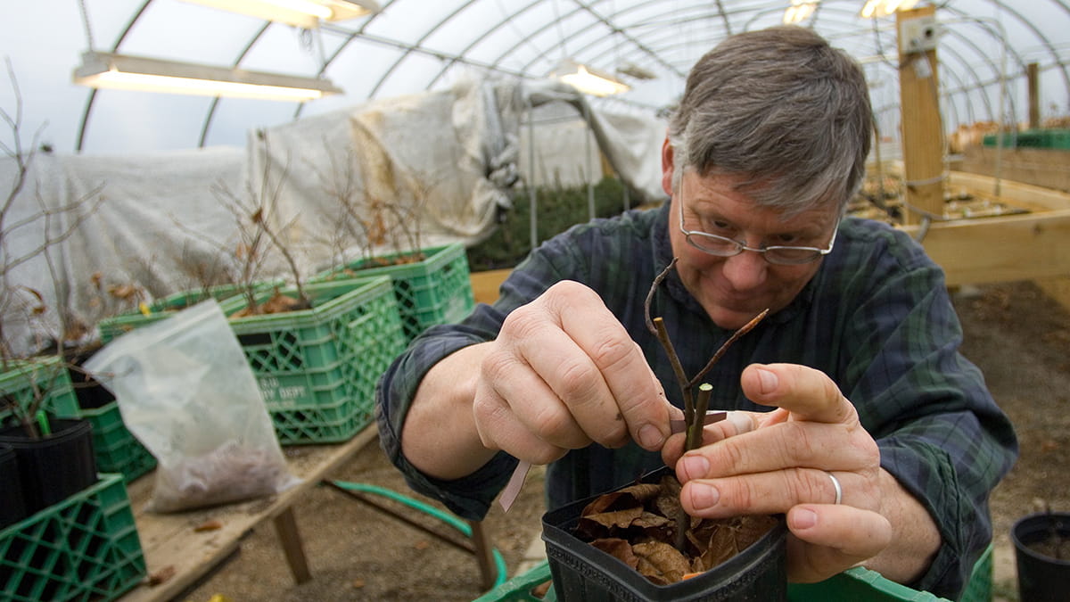 A researcher grafts a beech tree in a hoop house filled with plants