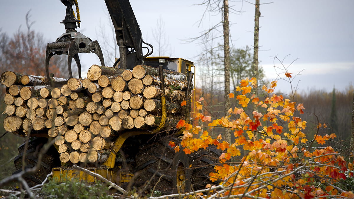 A machine is used to pick up cut timber in the forest