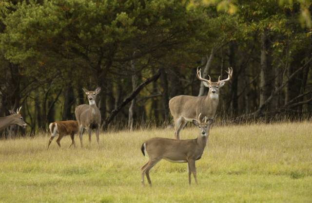 white tailed deer herd in a forest opening