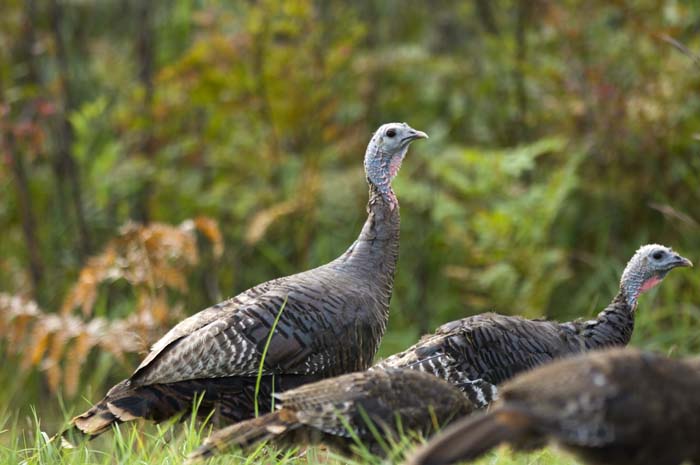 Wild turkeys rely on acorns for food. 
