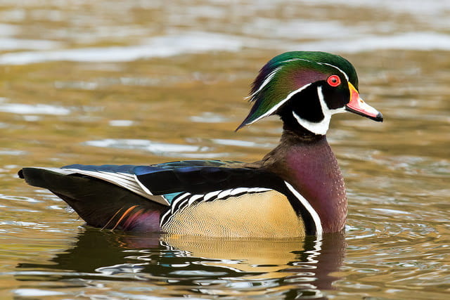 Wood ducks rely on acorns for food. 