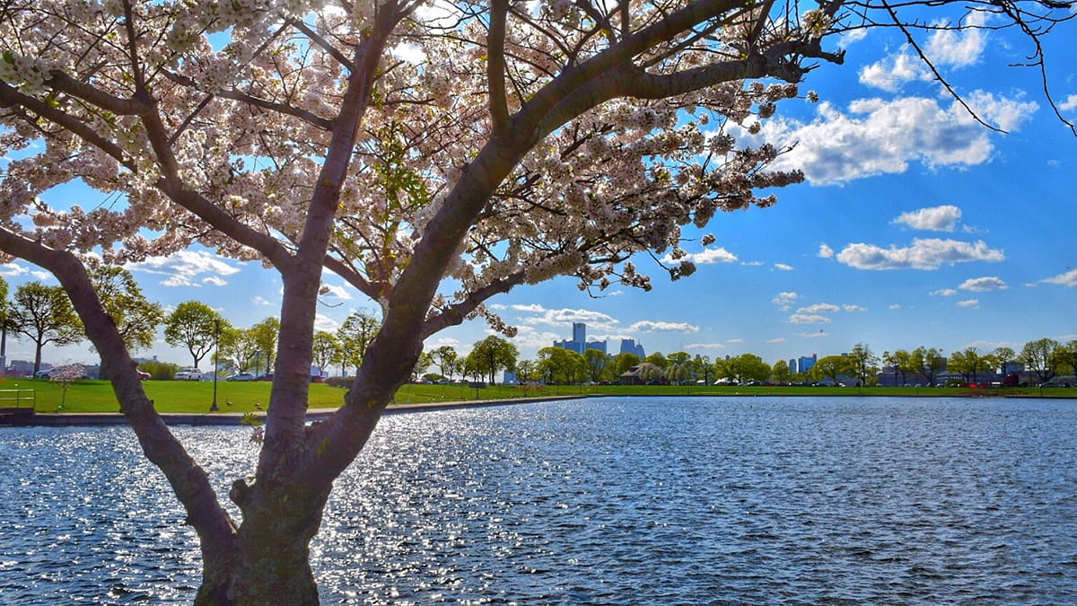 A blooming apple tree planted in an urban setting near the water