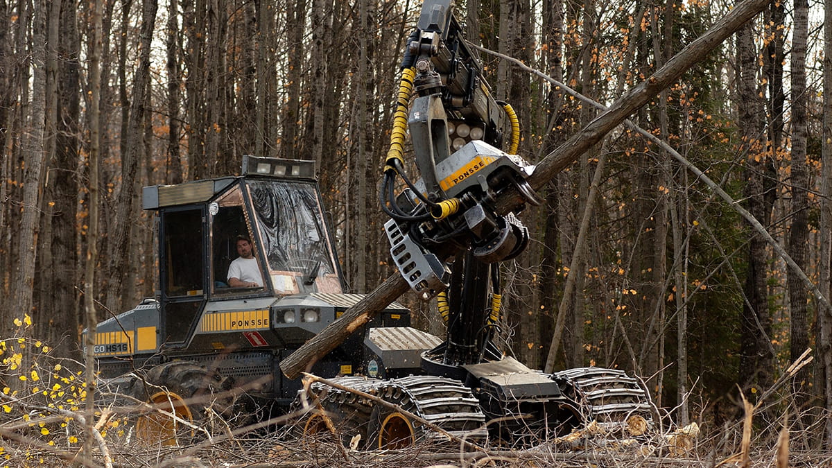 A worker operates machinery during an aspen tree harvest 