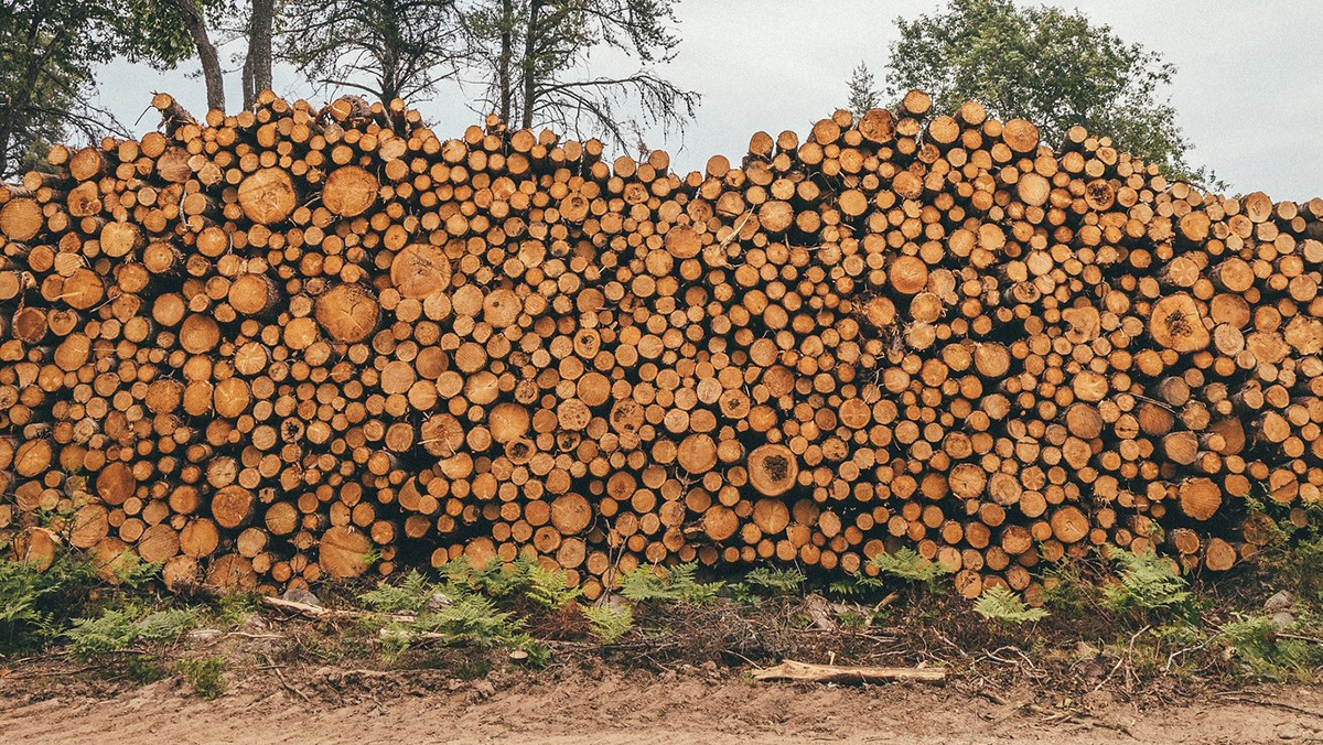 Cut timber is stacked at a logging site 