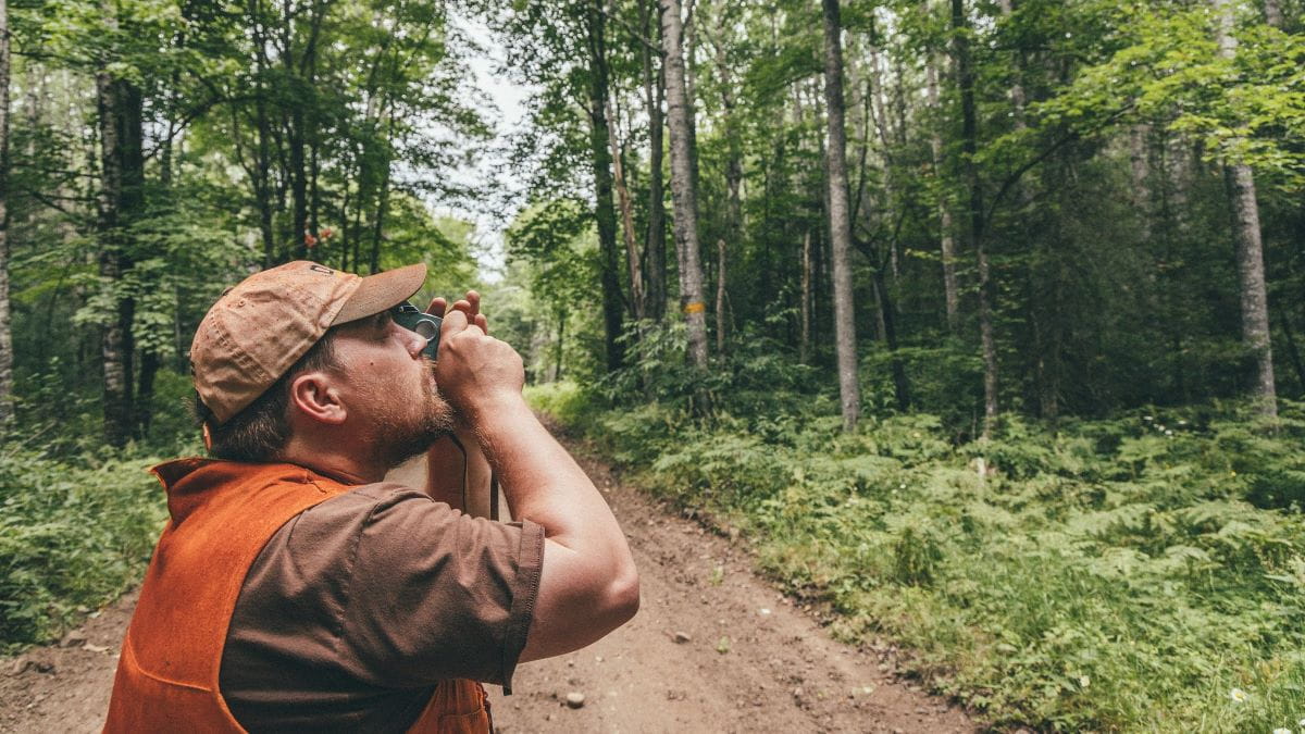 A forester wearing a hi-vis vest works in a lush green forest