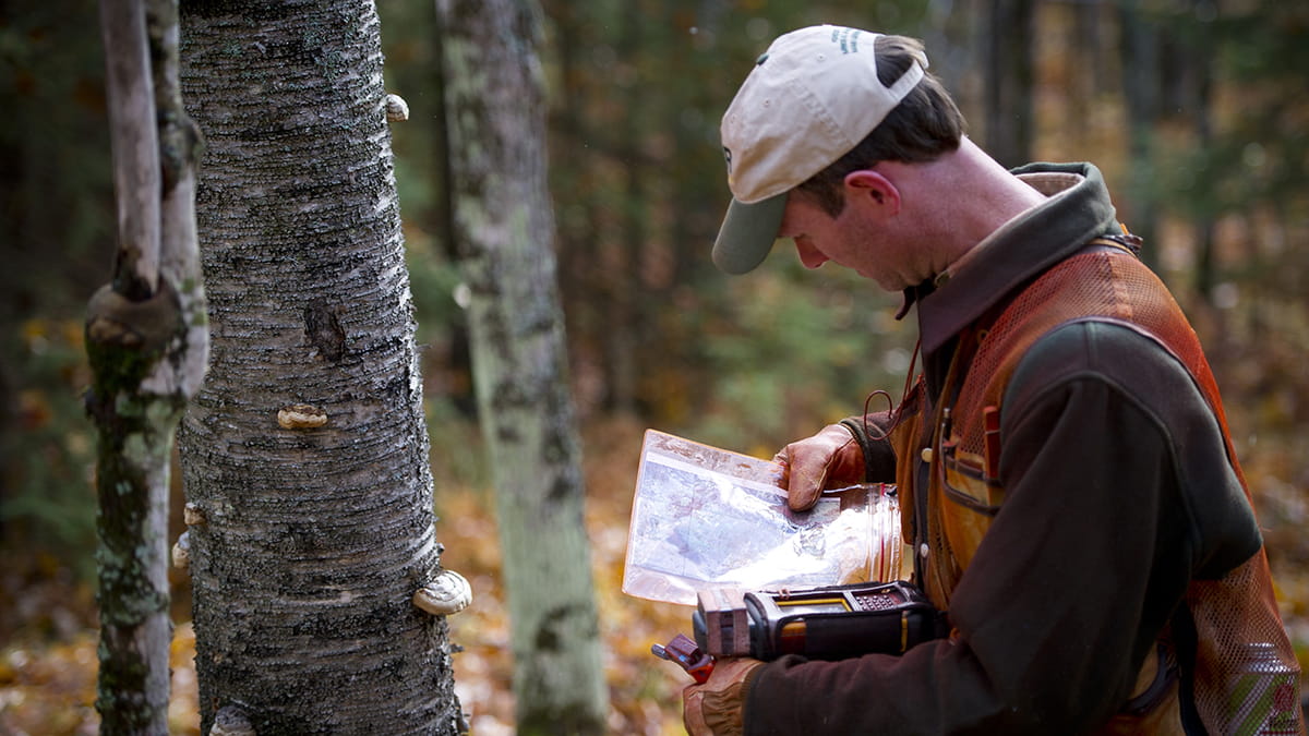 A forester in the woods looks at a map