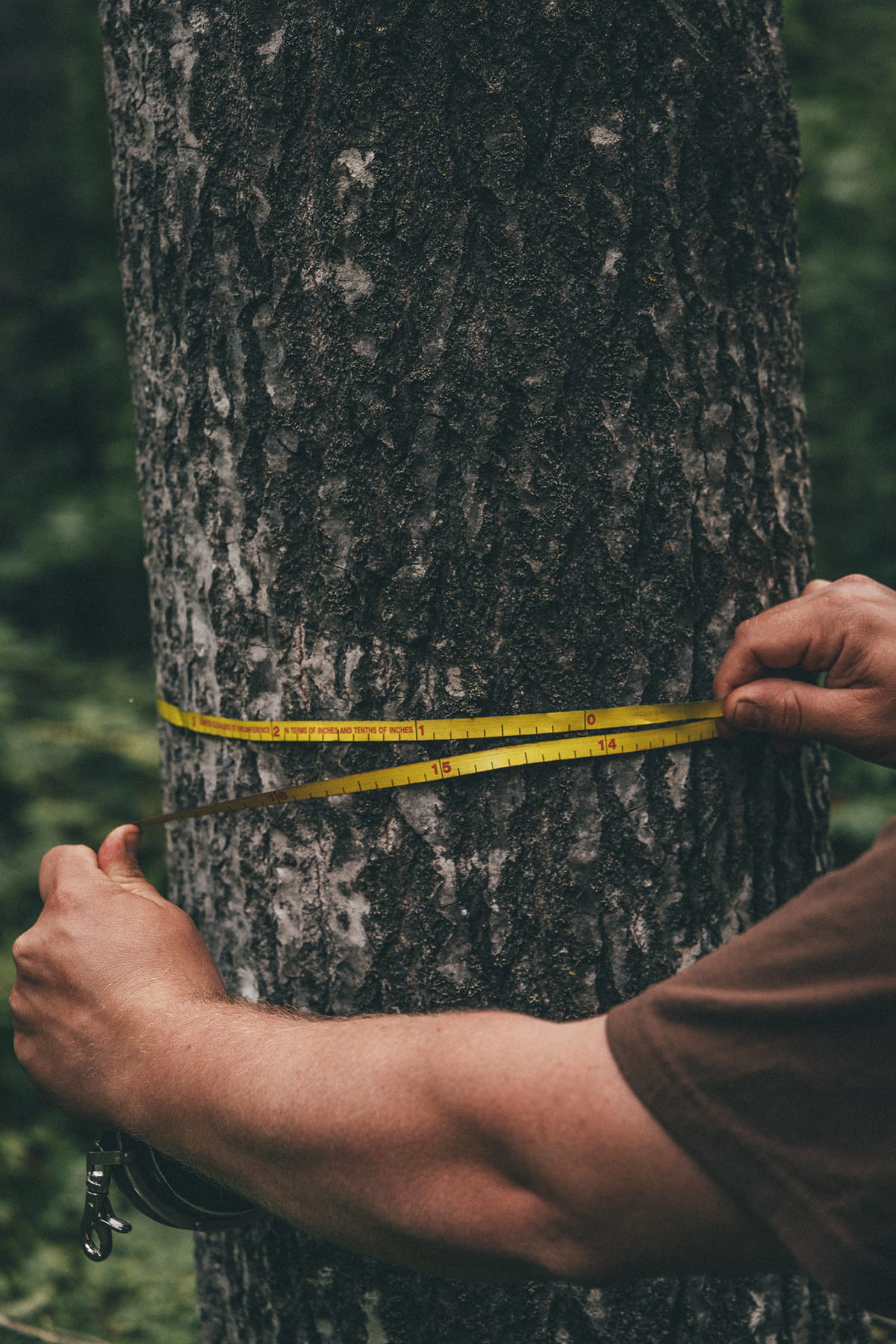 Closeup of a man's arms seen stretching a tape measure around the trunk of a tree