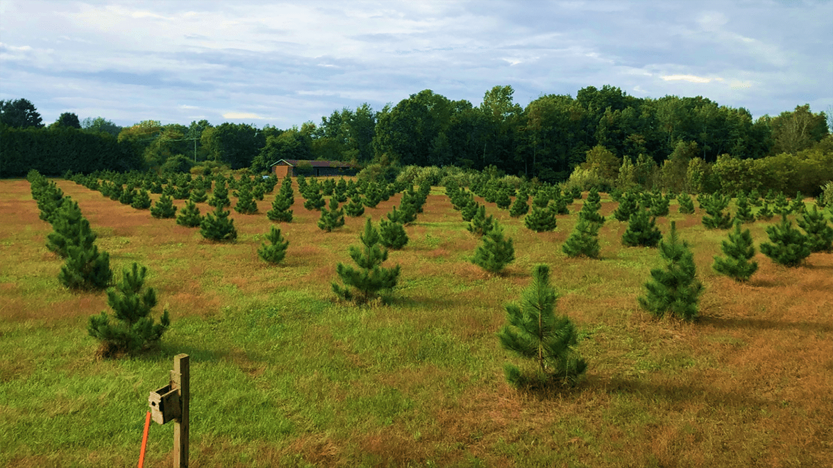 A grassy, open seed orchard with small conifer trees 
