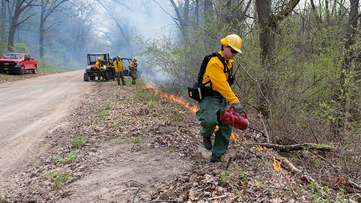 DNR fire staff conduct a prescribed burn in a forest area
