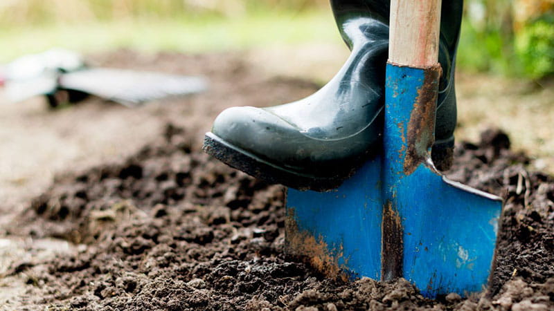 Image of a shovel being pushed by a gardener's boot into soft soil