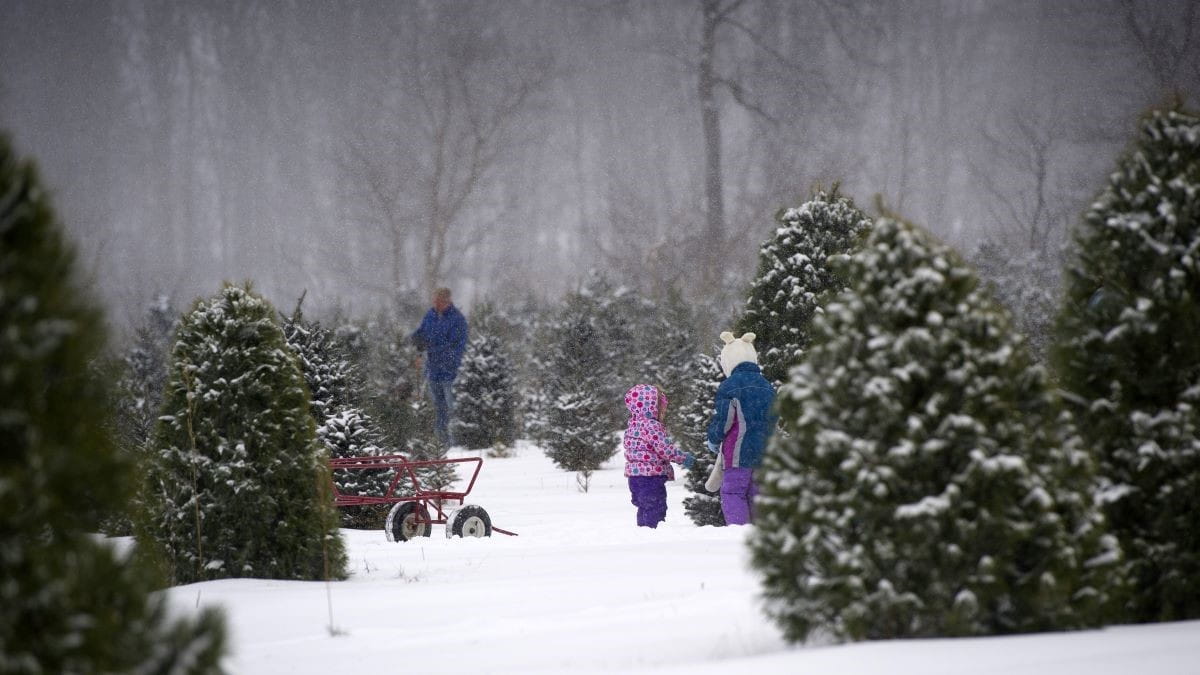 A family searches for the perfect Christmas tree at a u-pick farm