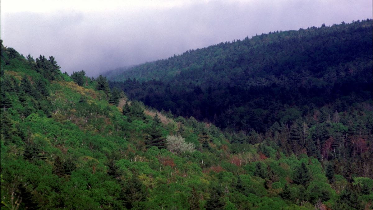 Forest in Michigan's upper peninsula