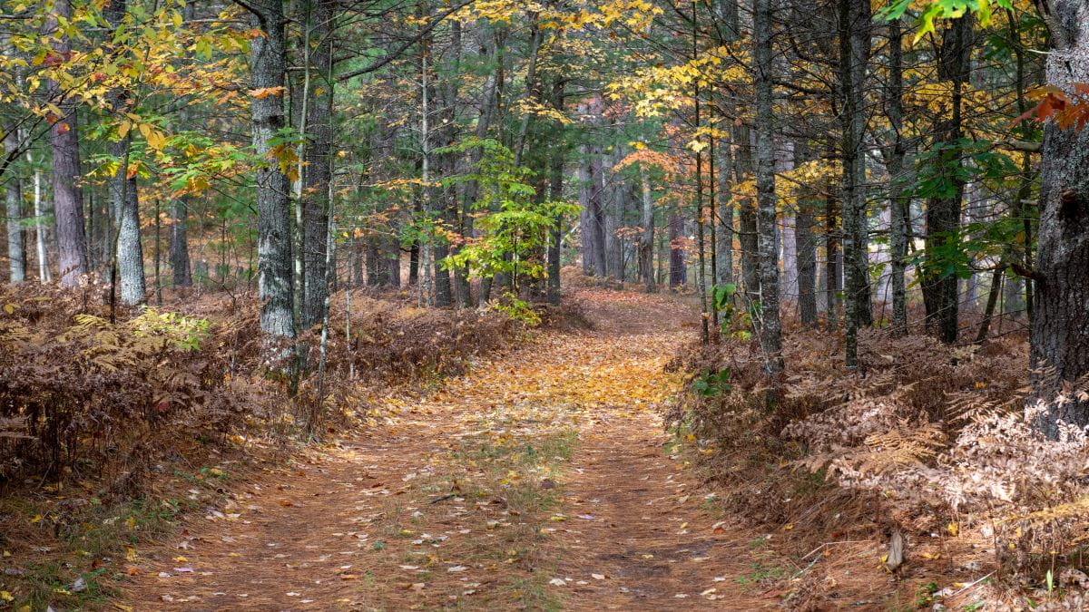 An unpaved forest road winds into the autumn woods of northern lower Michigan