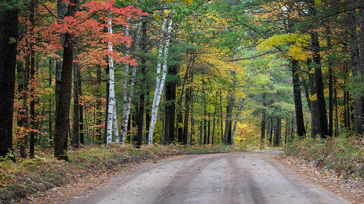 A gravel road winds into an autumn forest, flanked by birch and conifer trees