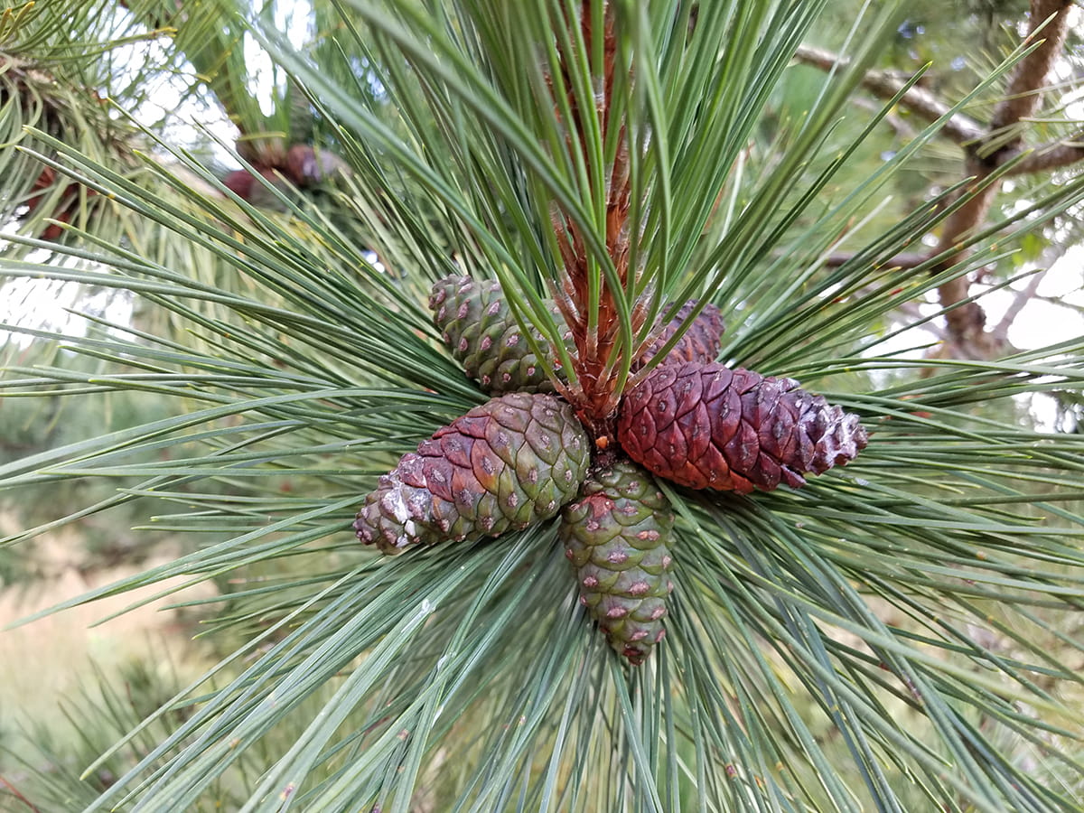 Closeup of red pine with long, green needles and oval cones