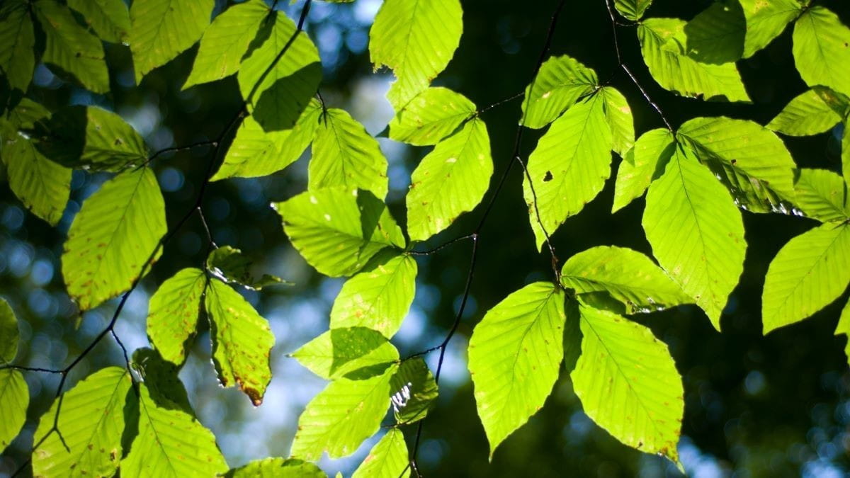 Green beech leaves 