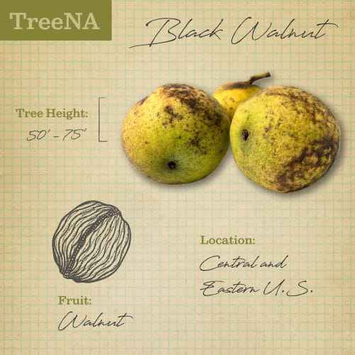 Black walnut tree description TreeNA post