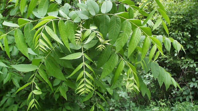 Image of feather-shaped black walnut leaves