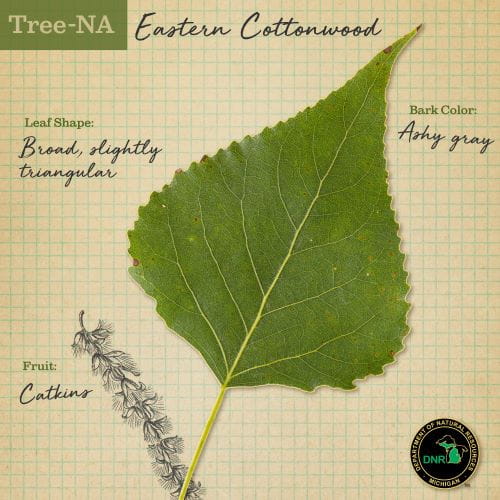 Eastern cottonwood tree description TreeNA post