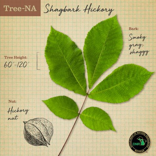 Hickory tree TreeNA description