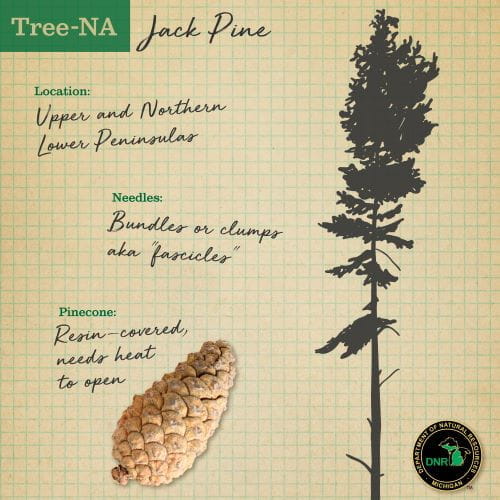 jack pine tree needles