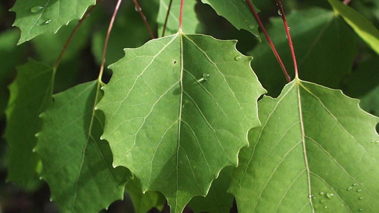 Largetooth aspen leaves closeup