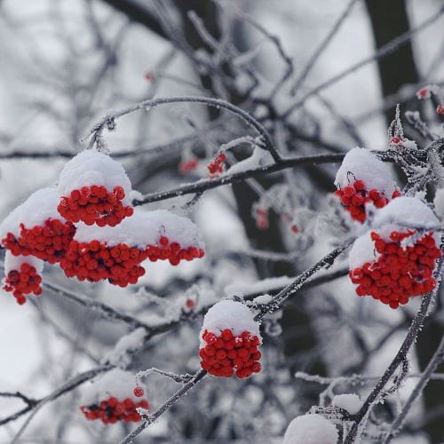 Red-orange mountain ash berries contrast against a snowy background