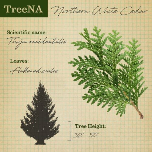 Northern white cedar description TreeNA post