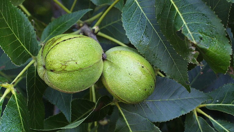 Green shagbark hickory fruit and leaves. 