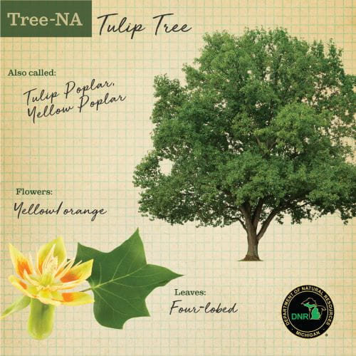 Tulip tree TreeNA graphic with yellow flower and 4-pointed leaves