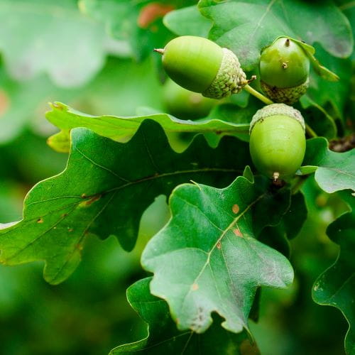 White oak leaves and green acorns