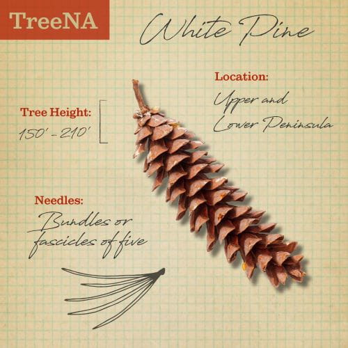 White pine tree description TreeNA