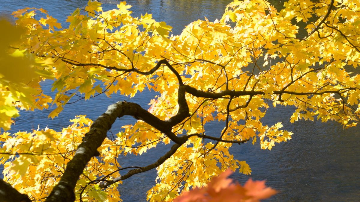 The golden leaves of a maple tree in autumn