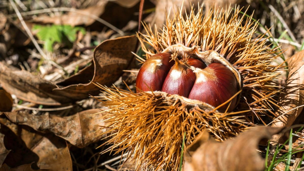 Closeup of spiky brown chestnut seed pod