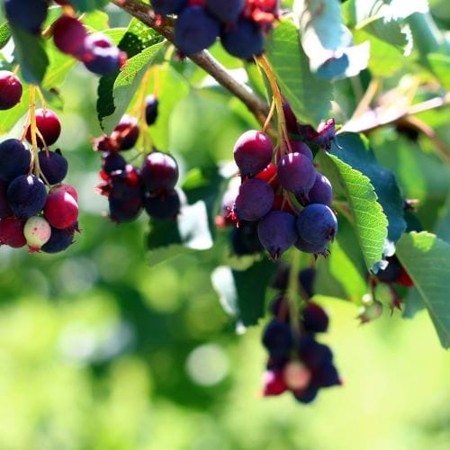 Closeup of purple, blueberry-like juneberry fruits