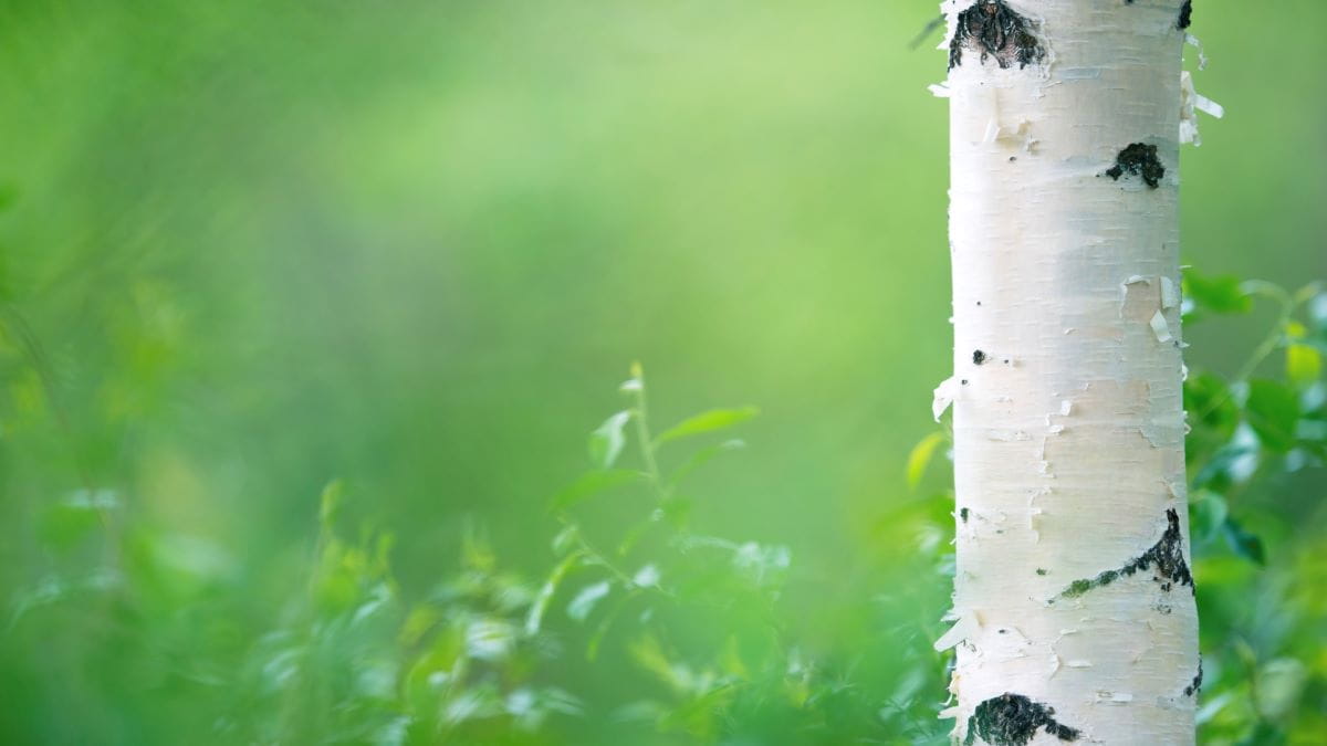 Closeup of papery white birch tree trunk